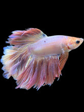 Load image into Gallery viewer, Male Rosetail - Pastel Pink #1390 - Live Betta Fish (SKIN TAG)
