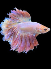 Load image into Gallery viewer, Male Rosetail - Pastel Pink #1390 - Live Betta Fish (SKIN TAG)
