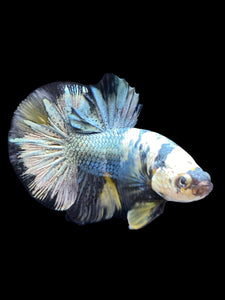 Male Halfmoon Plakat - Yellow Koi Copper #1391 - Live Betta Fish