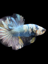 Load image into Gallery viewer, Male Halfmoon Plakat - Yellow Koi Copper #1391 - Live Betta Fish
