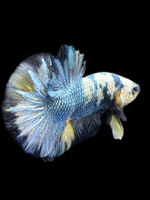 Load image into Gallery viewer, Male Halfmoon Plakat - Yellow Koi Copper #1391 - Live Betta Fish
