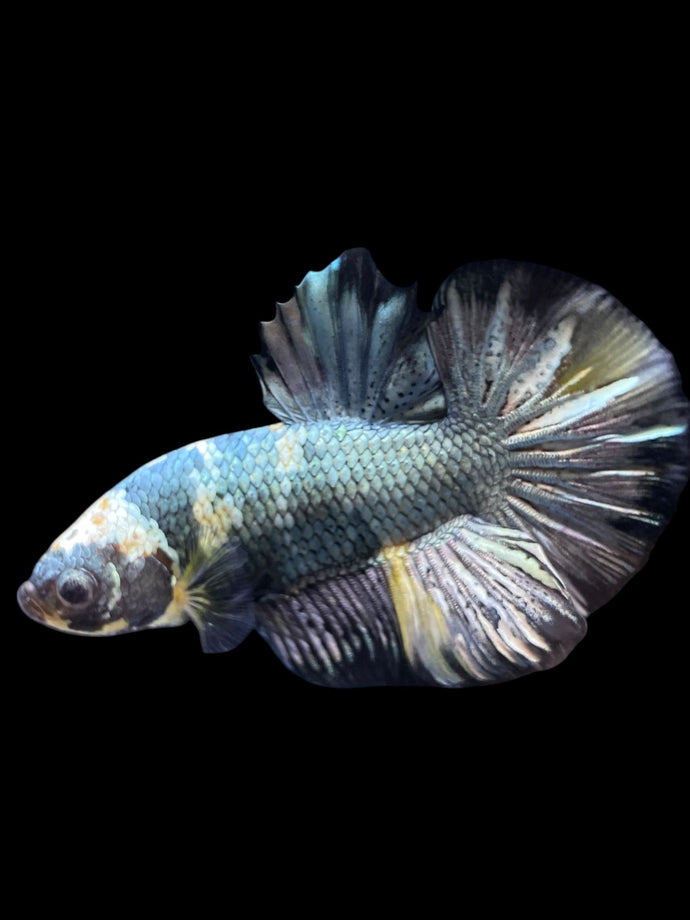 Male Halfmoon Plakat - Yellow Koi Copper #1391 - Live Betta Fish