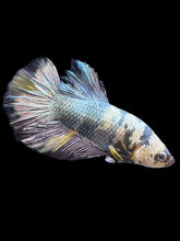 Load image into Gallery viewer, Male Halfmoon Plakat - Yellow Koi Copper #1391 - Live Betta Fish
