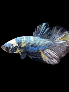 Male Halfmoon Plakat - Yellow Koi Copper #1391 - Live Betta Fish