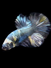 Load image into Gallery viewer, Male Halfmoon Plakat - Yellow Koi Copper #1391 - Live Betta Fish
