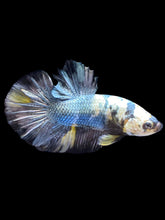Load image into Gallery viewer, Male Halfmoon Plakat - Yellow Koi Copper #1391 - Live Betta Fish
