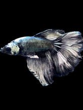 Load image into Gallery viewer, Male Rosetail - Fancy Copper #1392 - Live Betta Fish
