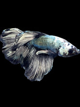 Load image into Gallery viewer, Male Rosetail - Fancy Copper #1392 - Live Betta Fish
