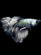 Load image into Gallery viewer, Male Rosetail - Fancy Copper #1392 - Live Betta Fish

