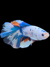 Load image into Gallery viewer, Male Halfmoon - Candy #1393 - Live Betta Fish
