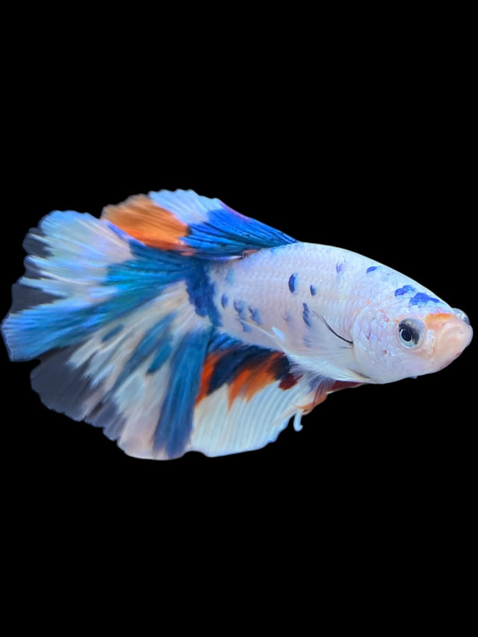 Male Halfmoon - Candy #1393 - Live Betta Fish