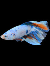 Load image into Gallery viewer, Male Halfmoon - Candy #1393 - Live Betta Fish
