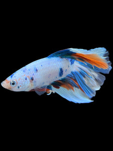 Male Halfmoon - Candy #1393 - Live Betta Fish
