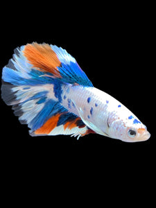 Male Halfmoon - Candy #1393 - Live Betta Fish