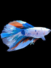 Load image into Gallery viewer, Male Halfmoon - Candy #1393 - Live Betta Fish

