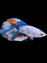 Load image into Gallery viewer, Male Halfmoon - Candy #1393 - Live Betta Fish
