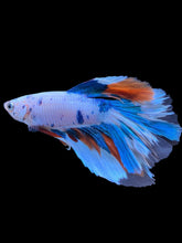 Load image into Gallery viewer, Male Halfmoon - Candy #1393 - Live Betta Fish
