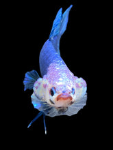 Load image into Gallery viewer, GIANT Male Halfmoon Plakat - White Face #1394 - Live Betta Fish
