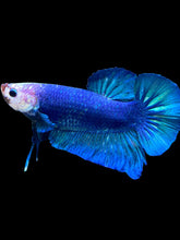 Load image into Gallery viewer, GIANT Male Halfmoon Plakat - White Face #1394 - Live Betta Fish
