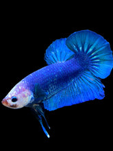 Load image into Gallery viewer, GIANT Male Halfmoon Plakat - White Face #1394 - Live Betta Fish

