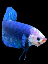 Load image into Gallery viewer, GIANT Male Halfmoon Plakat - White Face #1394 - Live Betta Fish
