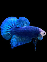 Load image into Gallery viewer, GIANT Male Halfmoon Plakat - White Face #1394 - Live Betta Fish
