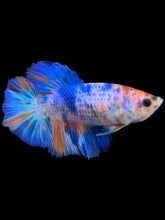 Load image into Gallery viewer, TOP GRADE Female Halfmoon - Galaxy #1395 - Live Betta Fish
