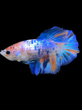 Load image into Gallery viewer, TOP GRADE Female Halfmoon - Galaxy #1395 - Live Betta Fish
