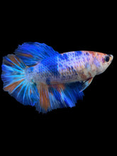 Load image into Gallery viewer, TOP GRADE Female Halfmoon - Galaxy #1395 - Live Betta Fish
