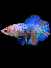 Load image into Gallery viewer, TOP GRADE Female Halfmoon - Galaxy #1395 - Live Betta Fish
