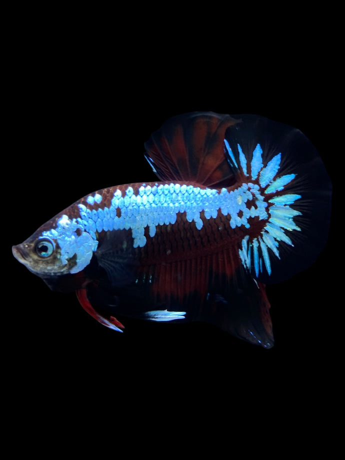 Male Halfmoon Plakat - Red Devil Samurai #1396 - Live Betta Fish