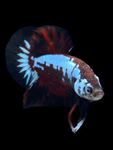 Load image into Gallery viewer, Male Halfmoon Plakat - Red Devil Samurai #1396 - Live Betta Fish
