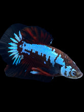 Load image into Gallery viewer, Male Halfmoon Plakat - Red Devil Samurai #1396 - Live Betta Fish
