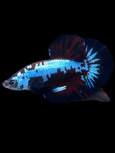 Load image into Gallery viewer, Male Halfmoon Plakat - Red Devil Samurai #1396 - Live Betta Fish
