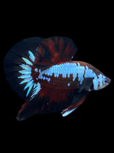 Load image into Gallery viewer, Male Halfmoon Plakat - Red Devil Samurai #1396 - Live Betta Fish
