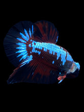 Load image into Gallery viewer, Male Halfmoon Plakat - Red Devil Samurai #1396 - Live Betta Fish
