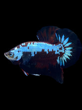 Load image into Gallery viewer, Male Halfmoon Plakat - Red Devil Samurai #1396 - Live Betta Fish
