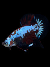 Load image into Gallery viewer, Male Halfmoon Plakat - Red Devil Samurai #1396 - Live Betta Fish
