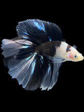 Load image into Gallery viewer, Male Fullmoon - Dalmatian #1397 - Live Betta Fish

