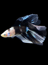 Load image into Gallery viewer, Male Fullmoon - Dalmatian #1397 - Live Betta Fish
