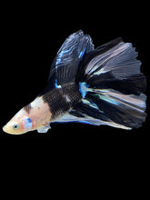 Load image into Gallery viewer, Male Fullmoon - Dalmatian #1397 - Live Betta Fish
