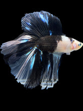 Load image into Gallery viewer, Male Fullmoon - Dalmatian #1397 - Live Betta Fish

