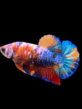 Load image into Gallery viewer, Female Halfmoon Plakat - Multicolor #1398 - Live Betta Fish
