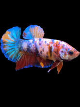 Load image into Gallery viewer, Female Halfmoon Plakat - Multicolor #1398 - Live Betta Fish
