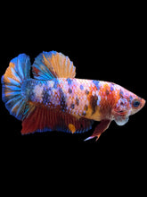 Load image into Gallery viewer, Female Halfmoon Plakat - Multicolor #1398 - Live Betta Fish

