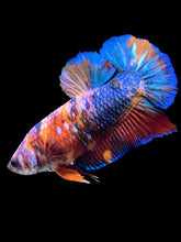 Load image into Gallery viewer, Female Halfmoon Plakat - Multicolor #1398 - Live Betta Fish
