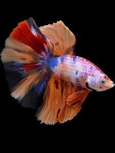 Male Halfmoon - Galaxy #139 - Live Betta Fish