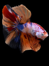 Load image into Gallery viewer, Male Halfmoon - Galaxy #139 - Live Betta Fish
