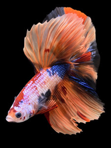 Male Halfmoon - Galaxy #139 - Live Betta Fish