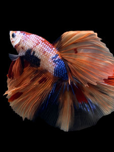 Male Halfmoon - Galaxy #139 - Live Betta Fish